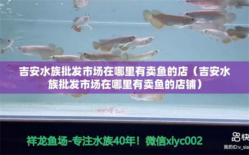 吉安水族批發(fā)市場(chǎng)在哪里有賣(mài)魚(yú)的店（吉安水族批發(fā)市場(chǎng)在哪里有賣(mài)魚(yú)的店鋪）