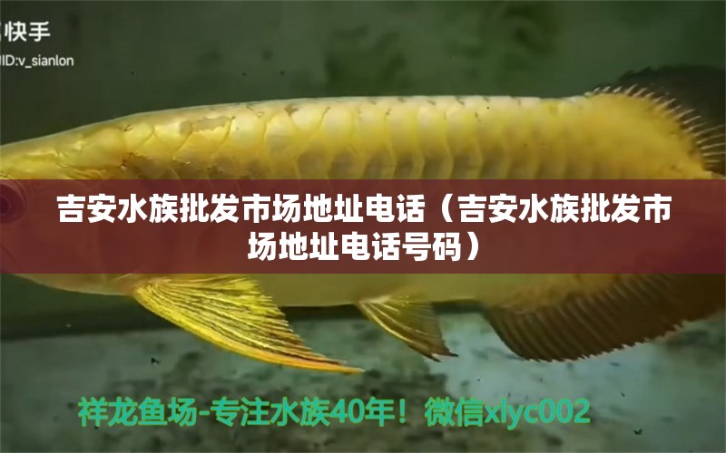 吉安水族批發(fā)市場(chǎng)地址電話（吉安水族批發(fā)市場(chǎng)地址電話號(hào)碼） 觀賞魚水族批發(fā)市場(chǎng)