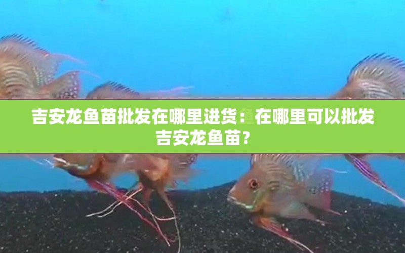 吉安龍魚苗批發(fā)在哪里進貨：在哪里可以批發(fā)吉安龍魚苗？ 水族問答