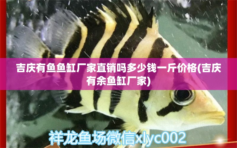 吉慶有魚魚缸廠家直銷嗎多少錢一斤價格(吉慶有余魚缸廠家) 過背金龍魚