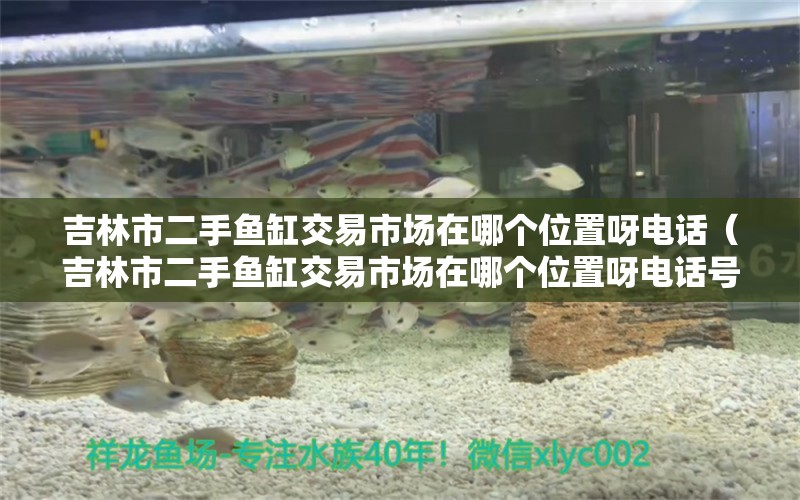 吉林市二手魚缸交易市場在哪個(gè)位置呀電話（吉林市二手魚缸交易市場在哪個(gè)位置呀電話號(hào)碼） 帝王三間魚