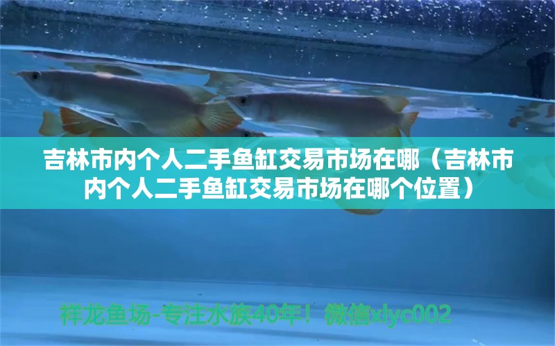 吉林市內(nèi)個人二手魚缸交易市場在哪（吉林市內(nèi)個人二手魚缸交易市場在哪個位置） 撒旦鴨嘴魚