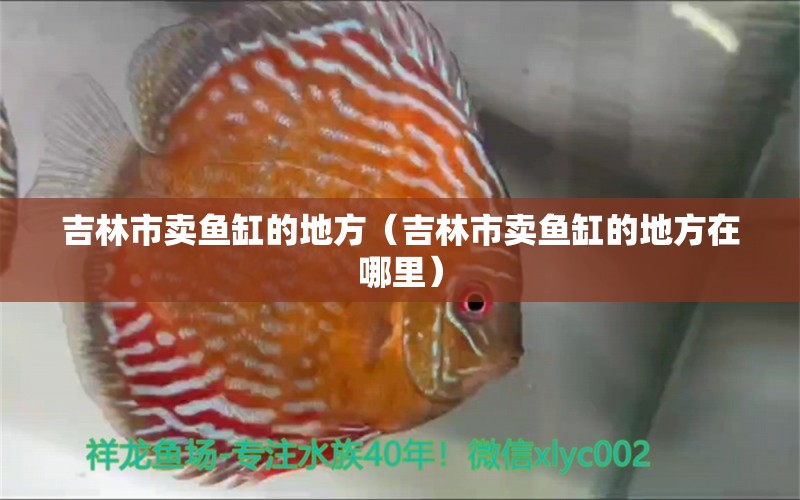 吉林市賣魚缸的地方（吉林市賣魚缸的地方在哪里） 金龍魚糧