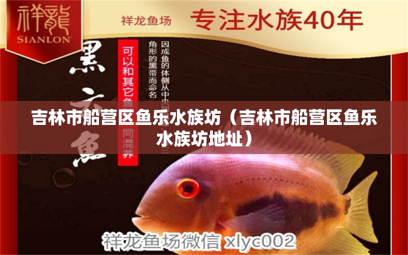 吉林市船營區(qū)魚樂水族坊（吉林市船營區(qū)魚樂水族坊地址）