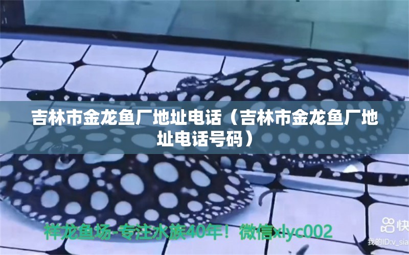 吉林市金龍魚廠地址電話（吉林市金龍魚廠地址電話號碼） 祥龍水族醫(yī)院