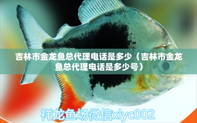 吉林市金龍魚(yú)總代理電話是多少（吉林市金龍魚(yú)總代理電話是多少號(hào)）