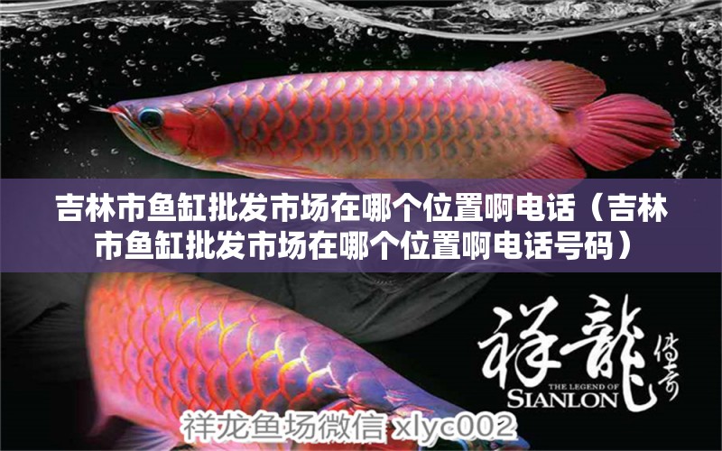 吉林市魚缸批發(fā)市場在哪個位置啊電話（吉林市魚缸批發(fā)市場在哪個位置啊電話號碼） 新加坡號半紅龍魚（練手級紅龍魚）