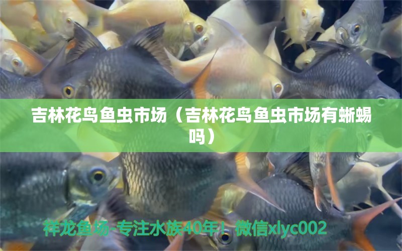 吉林花鳥(niǎo)魚蟲市場(chǎng)（吉林花鳥(niǎo)魚蟲市場(chǎng)有蜥蜴嗎）