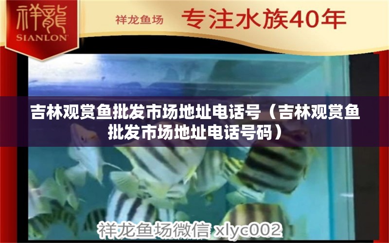 吉林觀賞魚批發(fā)市場地址電話號（吉林觀賞魚批發(fā)市場地址電話號碼）