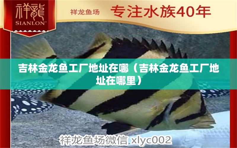 吉林金龍魚(yú)工廠地址在哪（吉林金龍魚(yú)工廠地址在哪里） 黑桃A魚(yú)苗