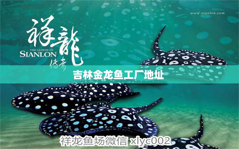 吉林金龍魚工廠地址 