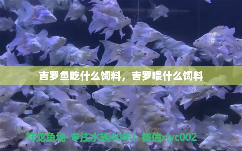 吉羅魚吃什么飼料，吉羅喂什么飼料 巴西亞魚