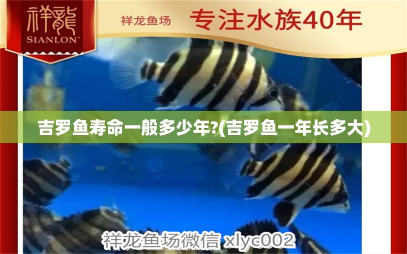 吉羅魚壽命一般多少年?(吉羅魚一年長(zhǎng)多大) 觀賞魚飼料 第1張