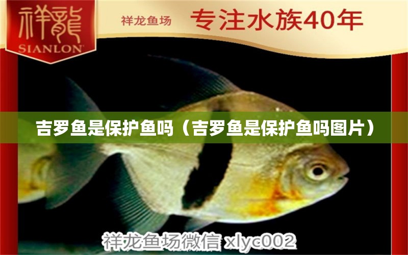 吉羅魚是保護魚嗎（吉羅魚是保護魚嗎圖片） 祥龍魚場