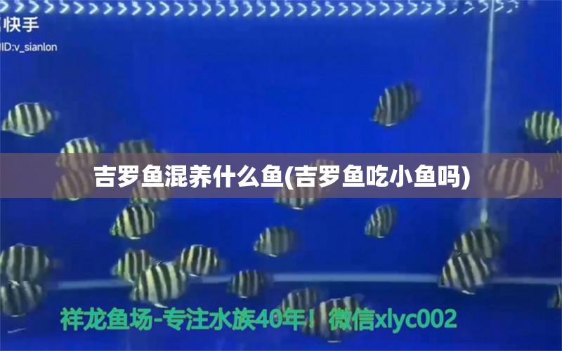 吉羅魚混養(yǎng)什么魚(吉羅魚吃小魚嗎)