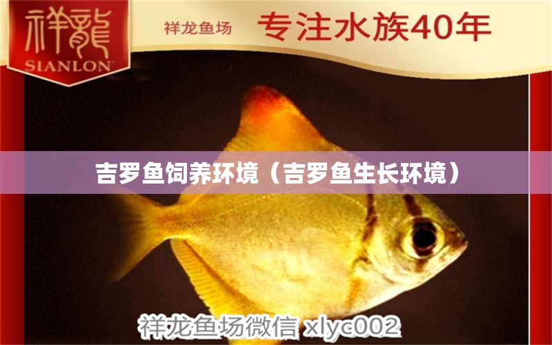 吉羅魚飼養(yǎng)環(huán)境（吉羅魚生長環(huán)境）