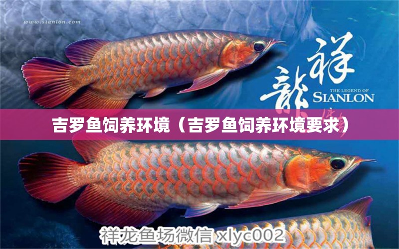 吉羅魚(yú)飼養(yǎng)環(huán)境（吉羅魚(yú)飼養(yǎng)環(huán)境要求） 馬來(lái)西亞咖啡