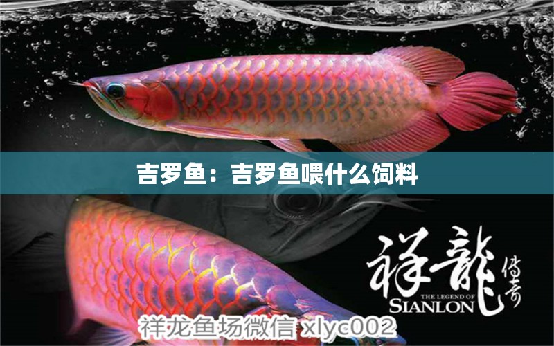 吉羅魚：吉羅魚喂什么飼料