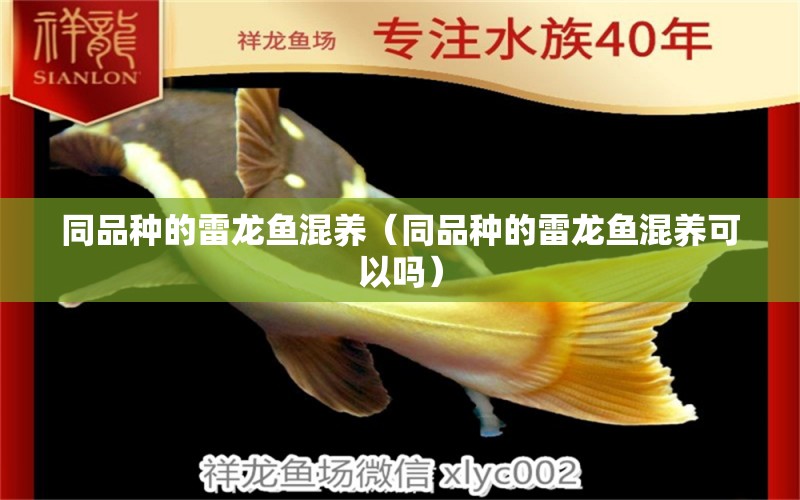 同品種的雷龍魚混養(yǎng)（同品種的雷龍魚混養(yǎng)可以嗎）