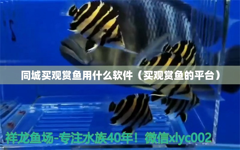 同城買觀賞魚用什么軟件（買觀賞魚的平臺(tái)）