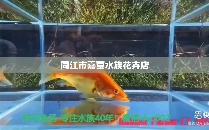 同江市嘉瑩水族花卉店