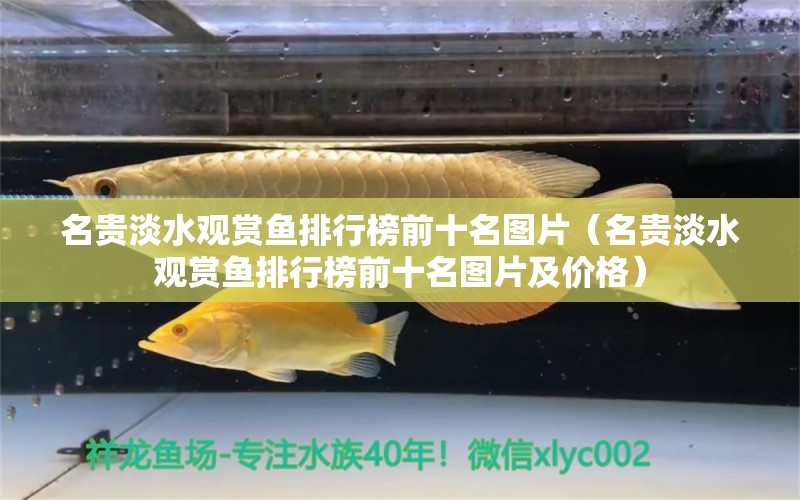 名貴淡水觀賞魚排行榜前十名圖片（名貴淡水觀賞魚排行榜前十名圖片及價格）