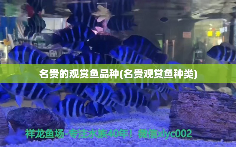 名貴的觀賞魚品種(名貴觀賞魚種類)