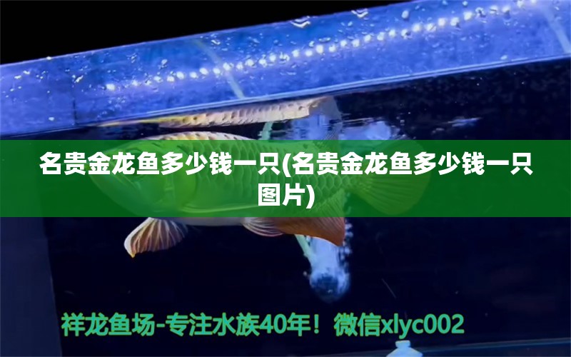 名貴金龍魚多少錢一只(名貴金龍魚多少錢一只圖片) 熊貓異形魚L46 第1張