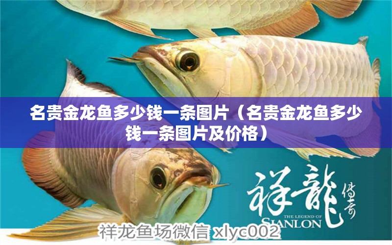 名貴金龍魚多少錢一條圖片（名貴金龍魚多少錢一條圖片及價格） 廣州龍魚批發(fā)市場