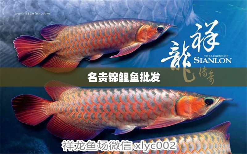 名貴錦鯉魚(yú)批發(fā)