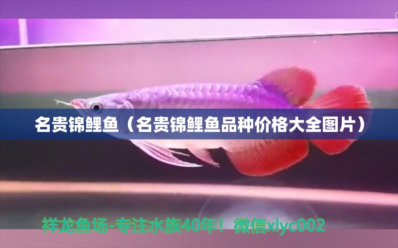 名貴錦鯉魚（名貴錦鯉魚品種價格大全圖片） 名貴錦鯉魚