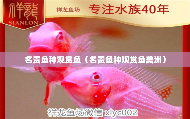 名貴魚(yú)種觀賞魚(yú)（名貴魚(yú)種觀賞魚(yú)美洲）