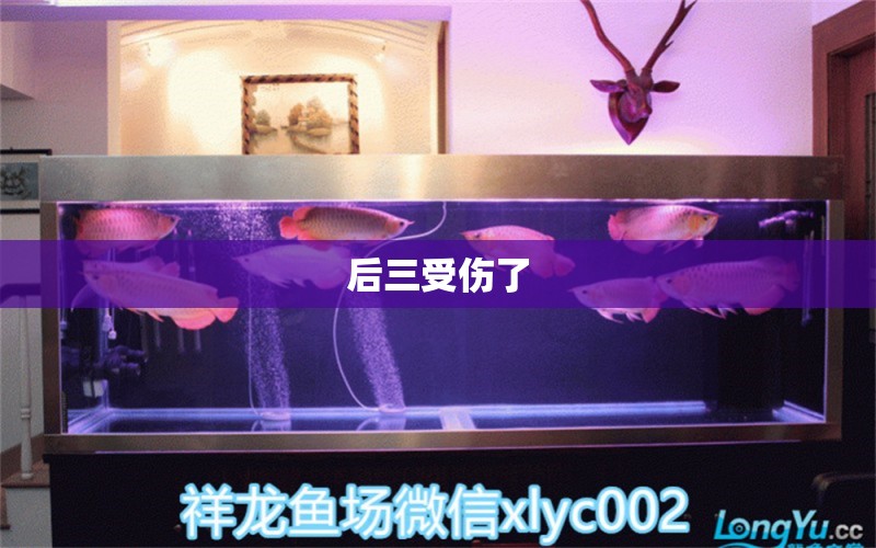 后三受傷了 觀賞魚論壇 第1張