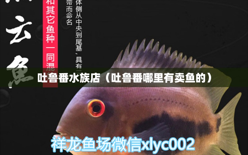 吐魯番水族店（吐魯番哪里有賣魚的） 觀賞魚市場