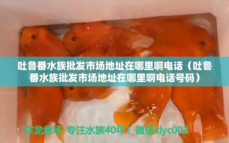 吐魯番水族批發(fā)市場地址在哪里啊電話（吐魯番水族批發(fā)市場地址在哪里啊電話號碼） 觀賞魚水族批發(fā)市場