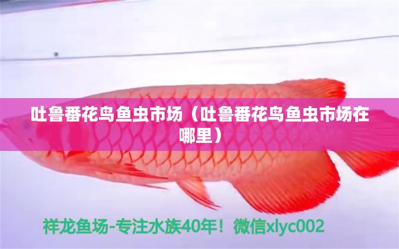 吐魯番花鳥(niǎo)魚(yú)蟲(chóng)市場(chǎng)（吐魯番花鳥(niǎo)魚(yú)蟲(chóng)市場(chǎng)在哪里）