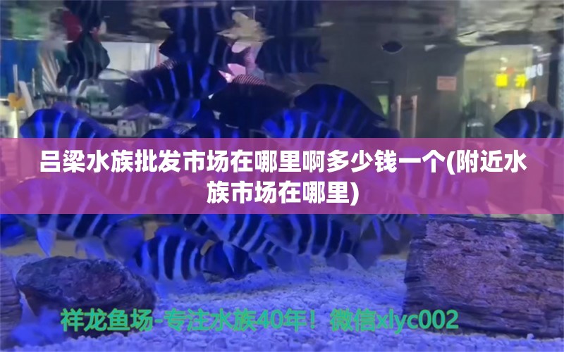 呂梁水族批發(fā)市場(chǎng)在哪里啊多少錢一個(gè)(附近水族市場(chǎng)在哪里) 觀賞魚水族批發(fā)市場(chǎng)