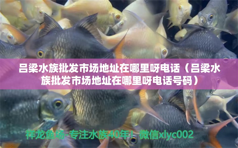 呂梁水族批發(fā)市場地址在哪里呀電話（呂梁水族批發(fā)市場地址在哪里呀電話號碼）