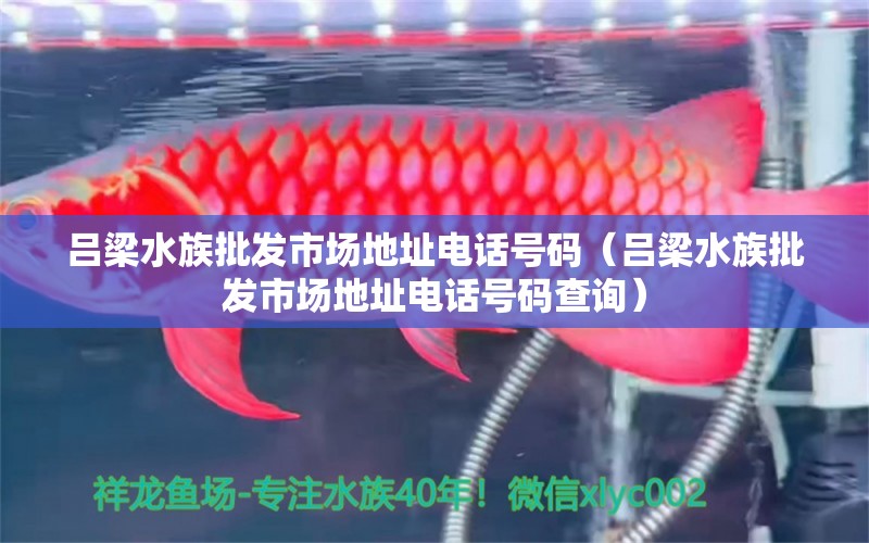 呂梁水族批發(fā)市場(chǎng)地址電話號(hào)碼（呂梁水族批發(fā)市場(chǎng)地址電話號(hào)碼查詢） 觀賞魚水族批發(fā)市場(chǎng)