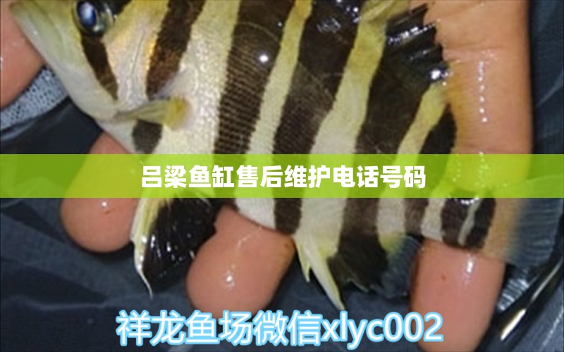 呂梁魚缸售后維護(hù)電話號(hào)碼