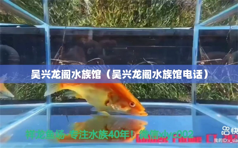 吳興龍閣水族館（吳興龍閣水族館電話） 全國水族館企業(yè)名錄