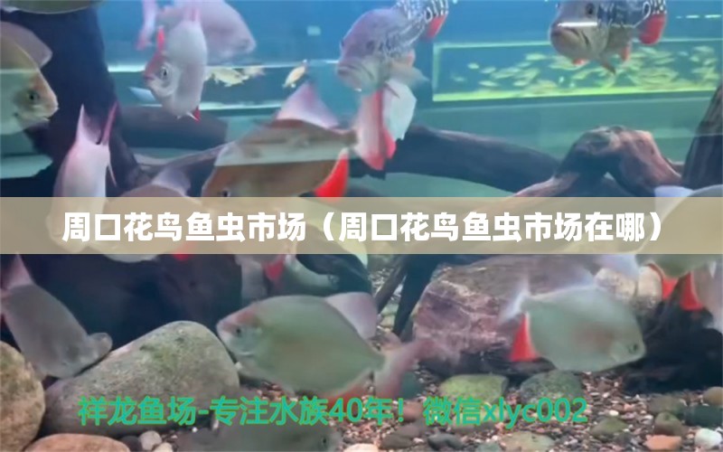 周口花鳥魚蟲市場（周口花鳥魚蟲市場在哪） 觀賞魚水族批發(fā)市場