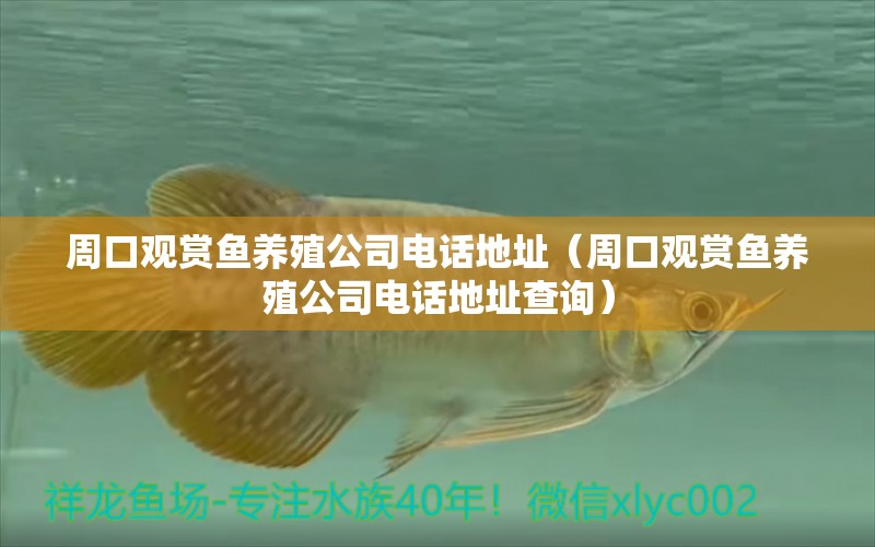 周口觀賞魚養(yǎng)殖公司電話地址（周口觀賞魚養(yǎng)殖公司電話地址查詢） 祥龍魚場(chǎng)