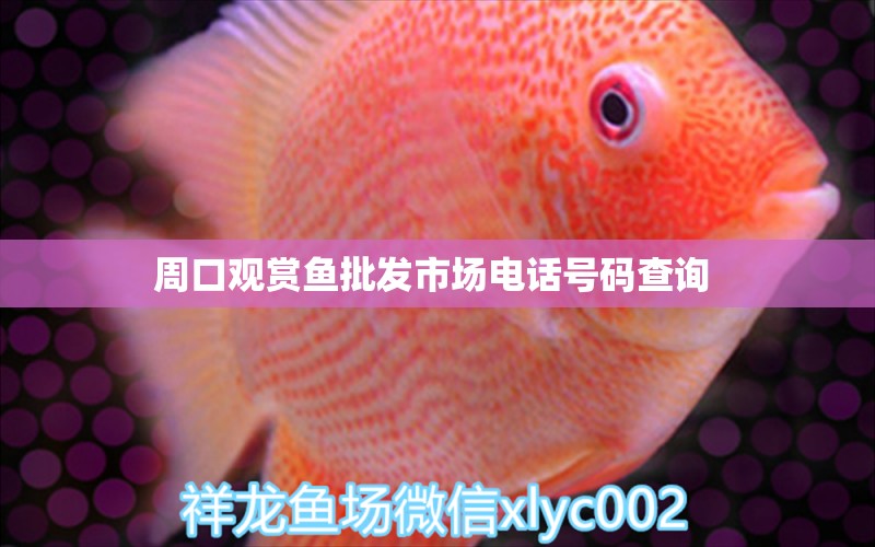 周口觀賞魚批發(fā)市場電話號碼查詢 