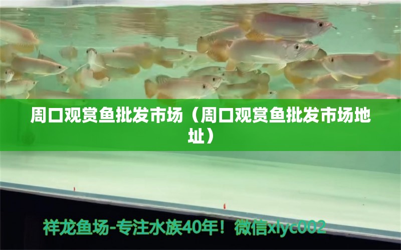 周口觀賞魚批發(fā)市場（周口觀賞魚批發(fā)市場地址）