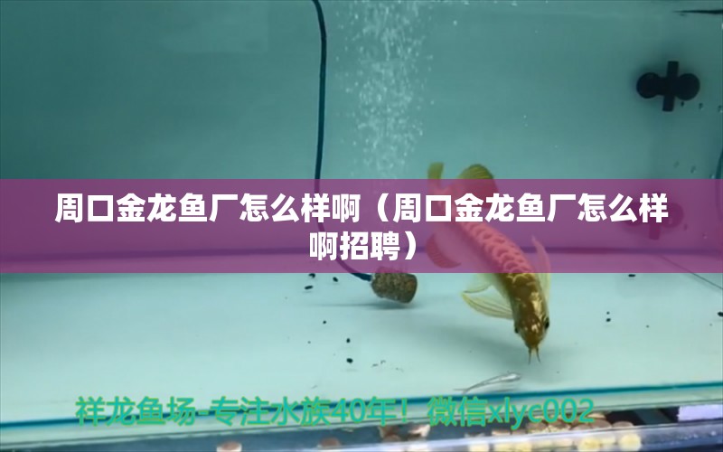 周口金龍魚廠怎么樣啊（周口金龍魚廠怎么樣啊招聘）