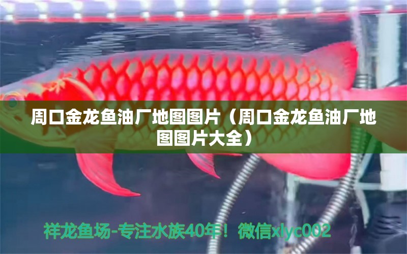 周口金龍魚油廠地圖圖片（周口金龍魚油廠地圖圖片大全）