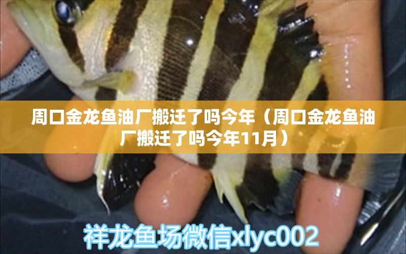 周口金龍魚(yú)油廠搬遷了嗎今年（周口金龍魚(yú)油廠搬遷了嗎今年11月）