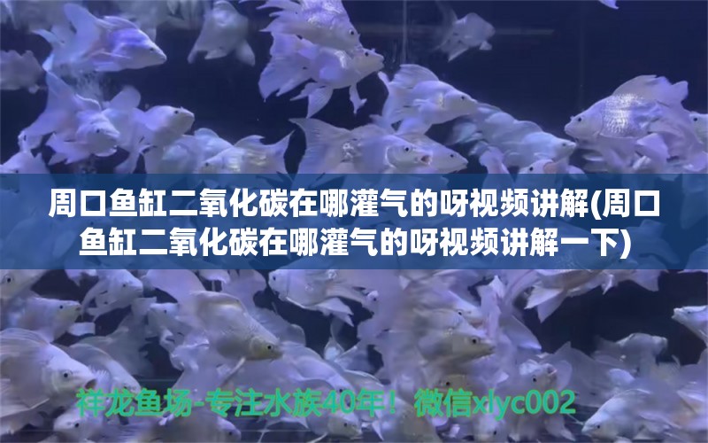 周口魚缸二氧化碳在哪灌氣的呀視頻講解(周口魚缸二氧化碳在哪灌氣的呀視頻講解一下)