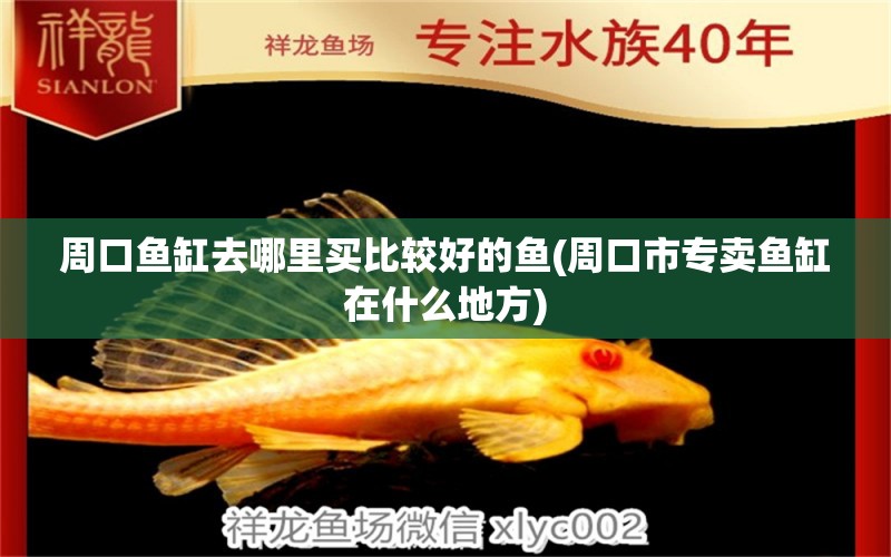 周口魚(yú)缸去哪里買比較好的魚(yú)(周口市專賣魚(yú)缸在什么地方) 豹紋夫魚(yú)苗